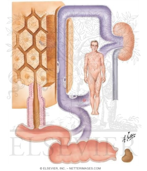 Watermarked preview of unlabeled image: Bilirubin Production and Excretion