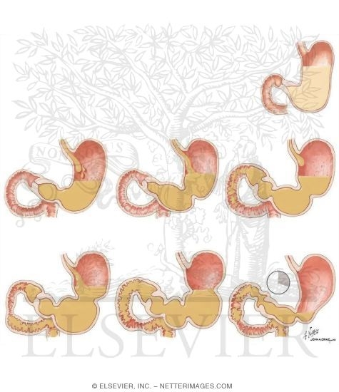 Watermarked preview of unlabeled image: Factors Influencing Gastric Motility