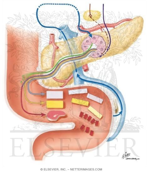 Pancreas Secretion