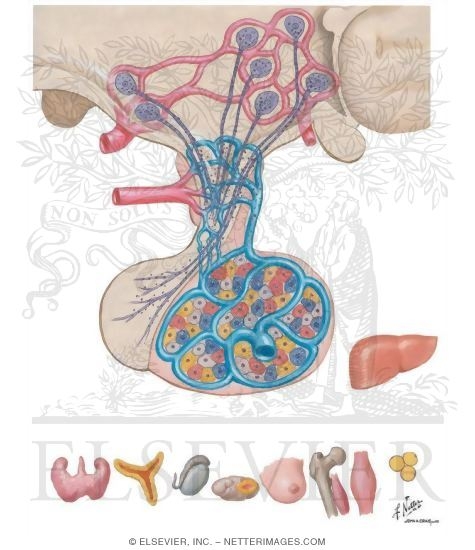 Anterior Pituitary Hormones and Feedback Control