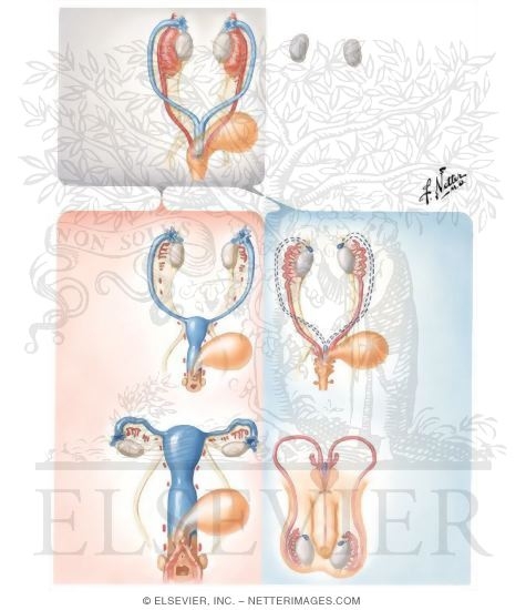 Watermarked preview of unlabeled image: Gonad and Genital Duct Formation