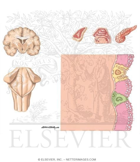 Watermarked preview of unlabeled image: Vagal Control of Gastric Secretion