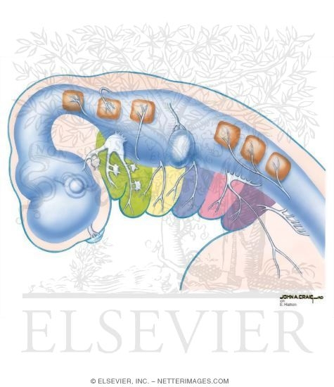 Watermarked preview of unlabeled image: Cranial Nerve Primordia