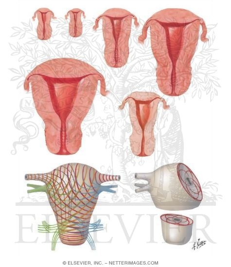 Development of the Uterus and Uterine Musculature