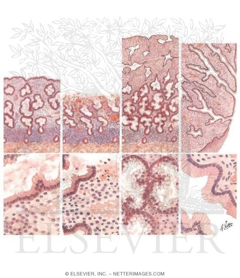 Endometrial Cycle