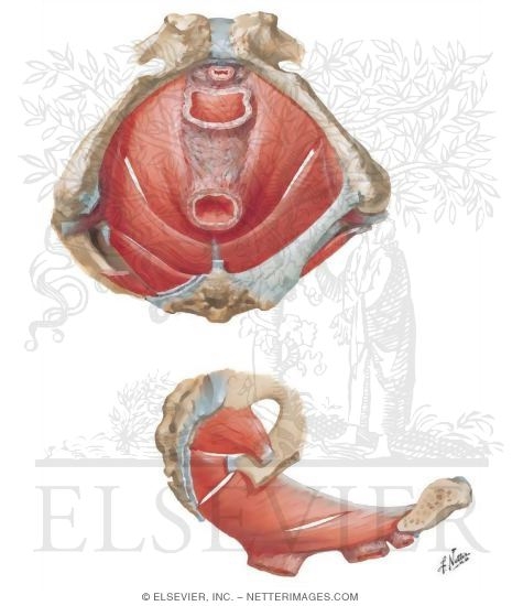 Pelvic Diaphragm: Female