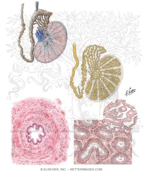 Testis, Epididymis and Vas Deferens