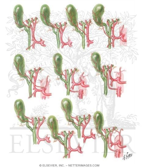 Variations In Cystic Artery