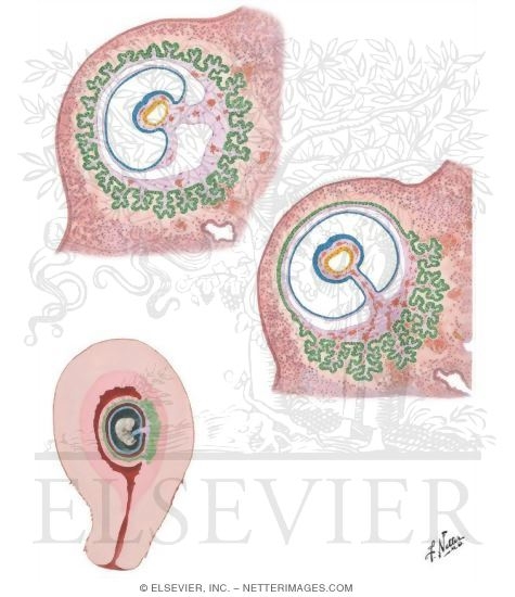 Development of Placenta and Fetal Membranes