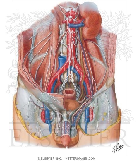 Nerves of External Genitalia: Male
Innervation of Genitalia