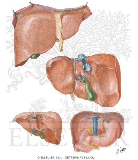 Surfaces and Bed of Liver