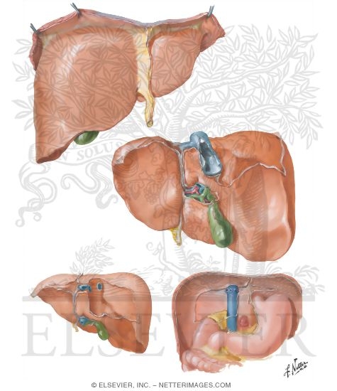 Surfaces And Bed Of Liver