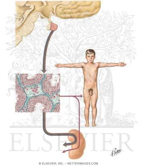 Sexual Precocity I - Celebral Type