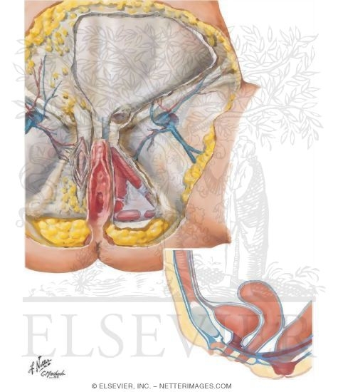 Perineum (Superficial Dissection)
Pudendal, Pubic and Inguinal Regions