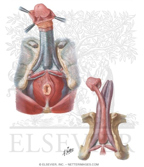 Penis 
Penile Fasciae and Structures