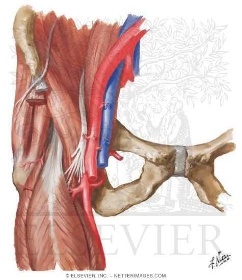 Muscular and Vascular Anatomy of the Right Inguinal Region