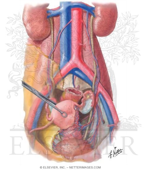 Arteries and Veins of Pelvic Organs: Female
Blood Supply of Pelvis I