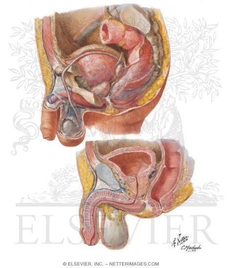 Pelvic Viscera and Perineum: Male