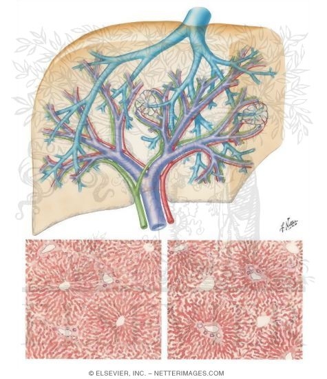 Interdigation of Portal Triads With Branches of Hepatic Vein