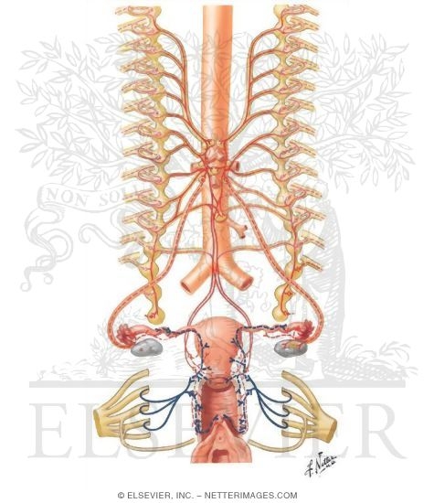 Innervation of Female Reproductive Organs: Schema