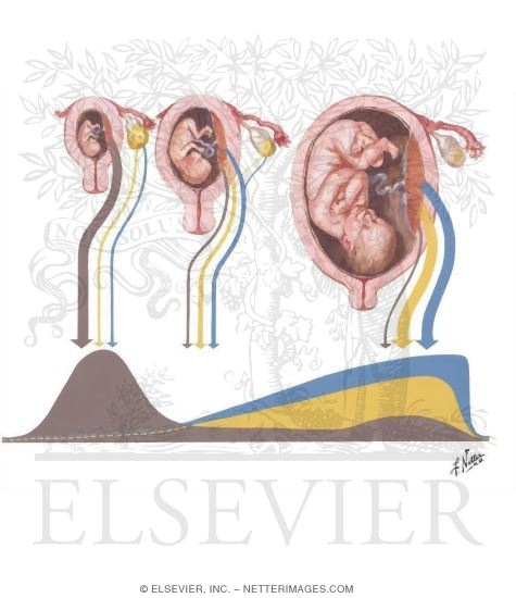 Watermarked preview of unlabeled image: Hormonal Fluctuations in Pregnancy