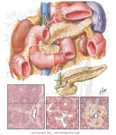 Pancreas Anatomy and Histology