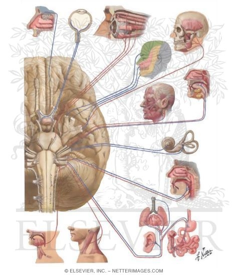 Cranial Nerves (Motor and Sensory Distribution): Schema