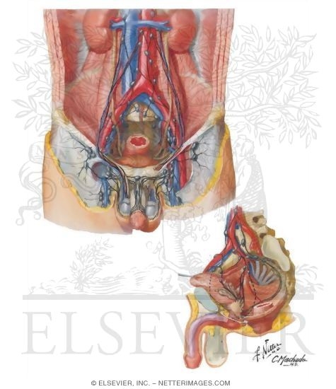 Lymph Vessels and Nodes of Pelvis and Genitalia: Male
Lymphatic Drainage of Pelvis and Genitalia