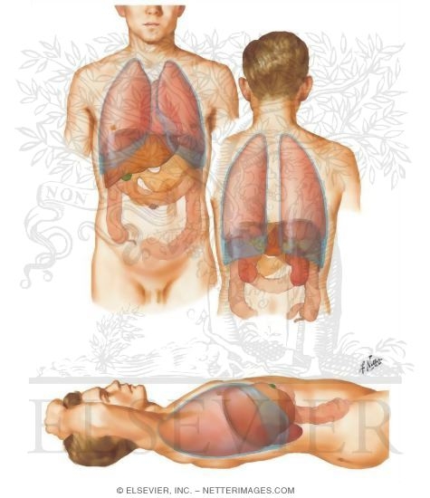 Location of the Normal Liver: Topography