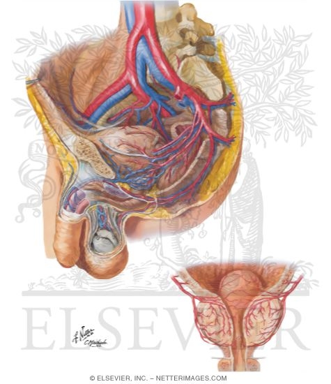 Arteries and Veins of Pelvis: Male
Blood Supply of Pelvis