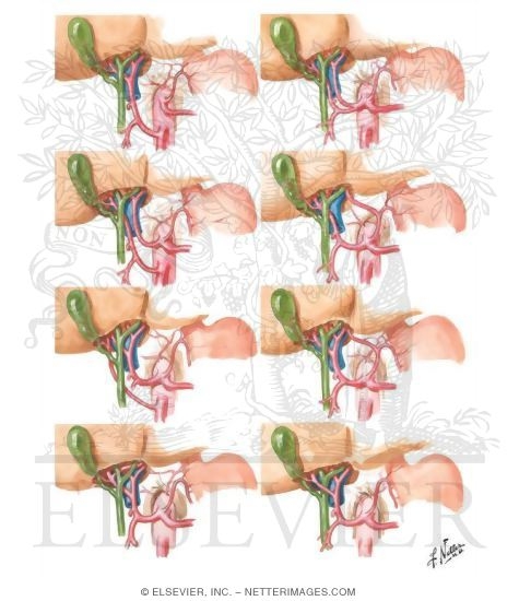 Blood Supply of Stomach and Duodenum