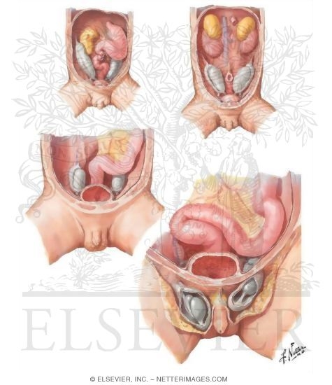 Descent of Testis
Testis Descent Through Deep Body Wall