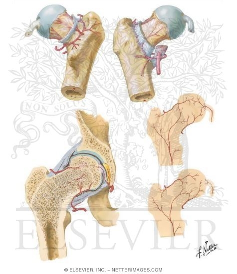 Arteries of Femoral Head and Neck