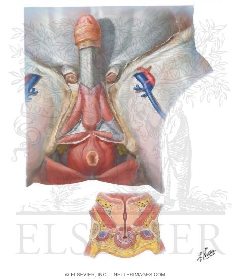 Perineal Fasciae
Perineal Spaces