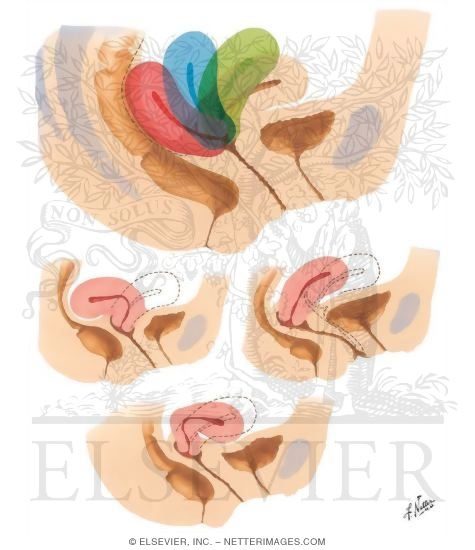 Uterus: Variations In Position
