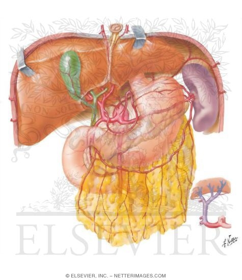 Arterial Variations and Collateral Supply of Liver and Gallbladder