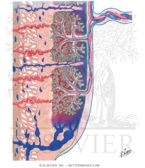 Circulation in Placenta Biology Diagrams