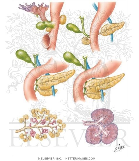 Development of Pancreas