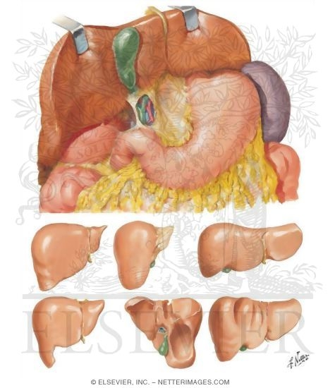 Lesser Omentum, Liver In Situ, and Variations In Form