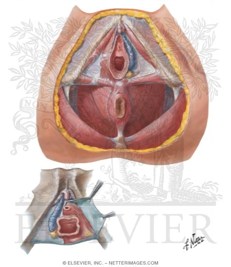 Perineum