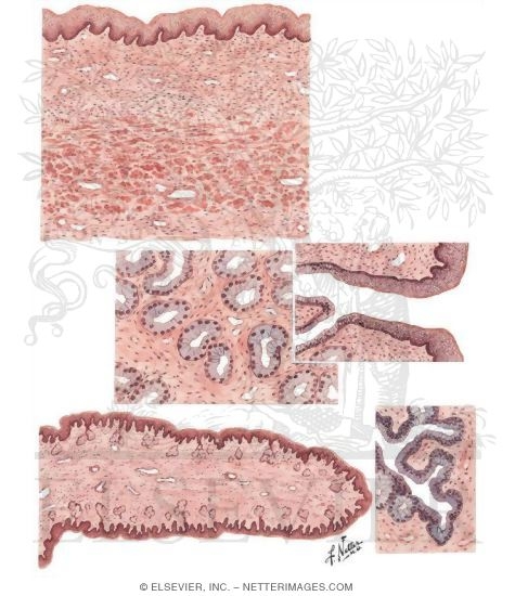 Vulva and Vagina - Histology