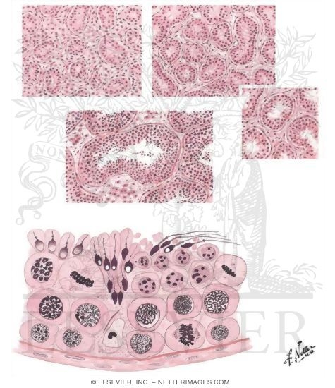 Testicular Development and Spermatogenesis