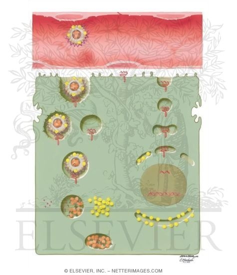 Watermarked preview of unlabeled image: Regulation of the Low Density Lipoprotein Receptor and Cholesterol