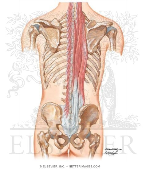 Watermarked preview of unlabeled image: Myofascial Factors in Low Back Pain