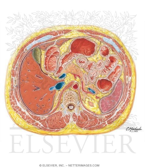 Abdomen: Pylorus and Body of Pancreas