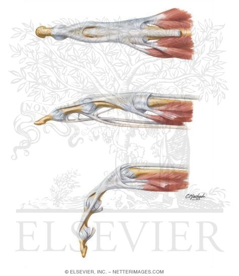 Flexor and Extensor Tendons in Fingers