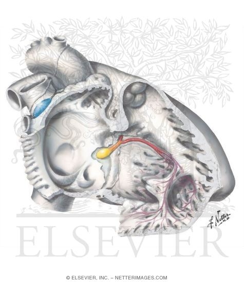 Conducting System of Heart