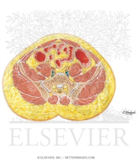 Abdomen: Sacral Promontory