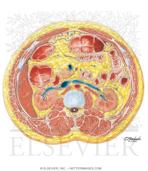 Abdomen: Renal Hilum and Vessels