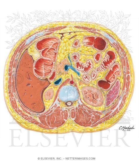 Abdomen: Origins of Celiac Artery and Portal Vein